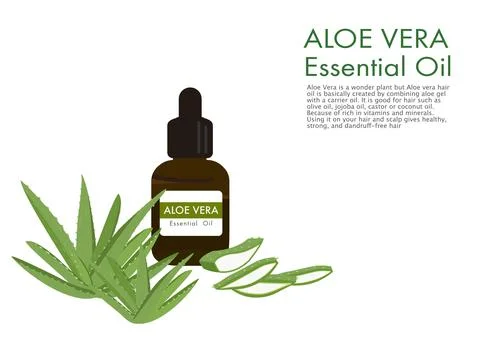 Aloe vera herb vector isolated on white background ep03 Stock Illustration