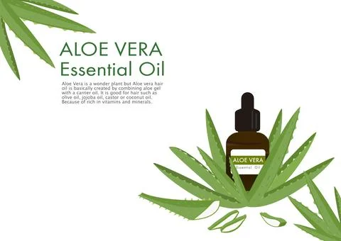 Aloe vera herb vector isolated on white background ep04 Stock Illustration