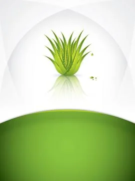 Aloe vera Stock Illustration