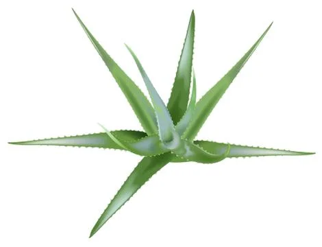 Aloe Vera Stock Illustration