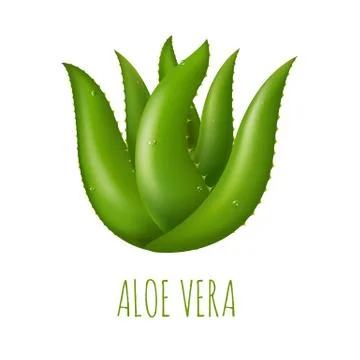 Aloe Vera Stock Illustration