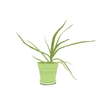 Aloe-vera Stock Illustration