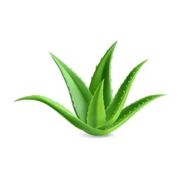Aloe vera Stock Illustration