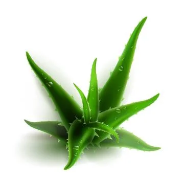 Aloe vera isolated Stock Illustration