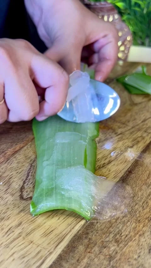 Aloe Vera juice drips from the leaf.  natural cosmetics for skin care. Stock Footage 287304549