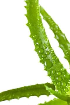 Aloe vera leaf with dew Stock Photos
