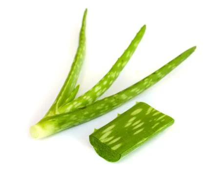 Aloe vera leaf . Fotos de archivo