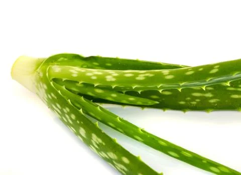 Aloe vera leaf . Stock Photos