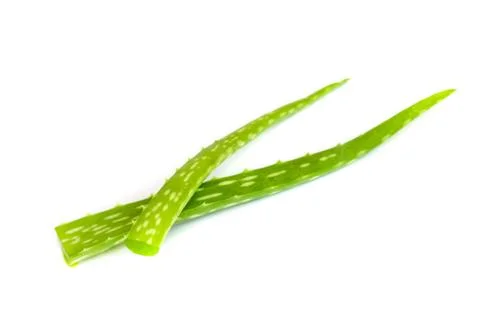 Aloe vera leaf . Stock Photos