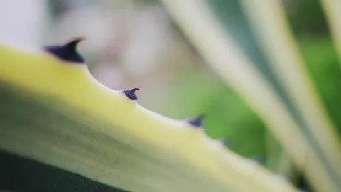 Aloe vera leaf with sharp edges and beautiful natural texture Stock Footage 336077411