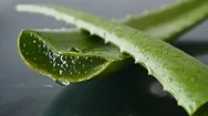 Aloe Vera Leaves. Aloe Vera Gel Is Very Useful Herbal Medicine For Skin Care Stock Footage