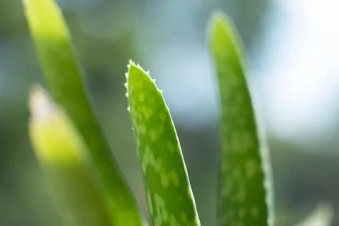Aloe Vera light Foto stock