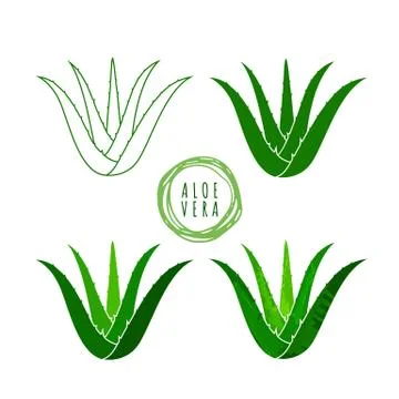 Aloe vera logo vector illustration on white background Stock Illustration