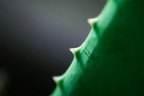 Aloe vera macro Photos
