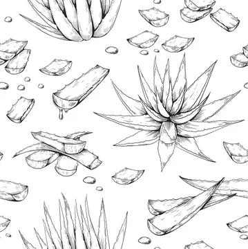 Aloe Vera pattern. Hand drawn seamless print with desert succulent. Botanical 스톡 일러스트