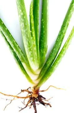 Aloe vera Stock Photos