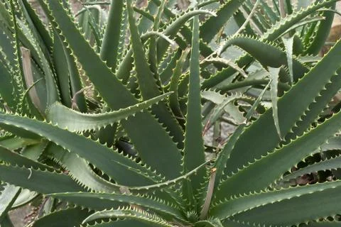 Aloe vera Stock Photos