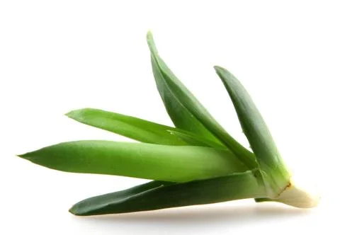 Aloe vera Stock Photos