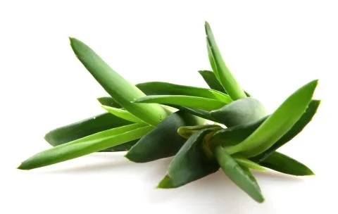Aloe vera Stock Photos