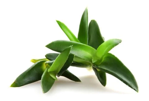 Aloe vera Stock Photos