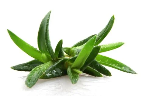 Aloe vera Stock Photos