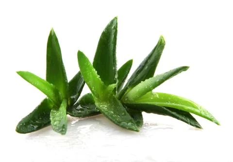 Aloe vera Foto stock