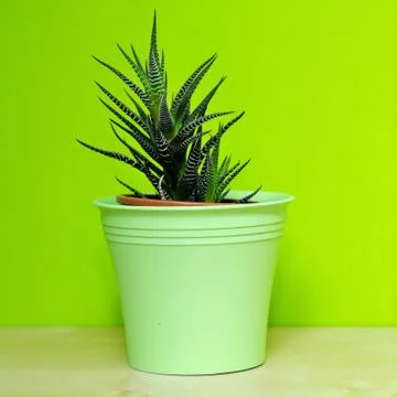 Aloe vera Fotos Stock