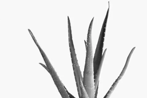 Aloe vera Stock Photos