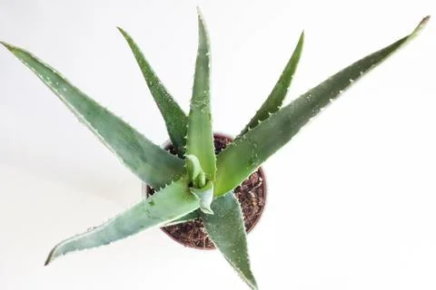 Aloe vera Stock Photos