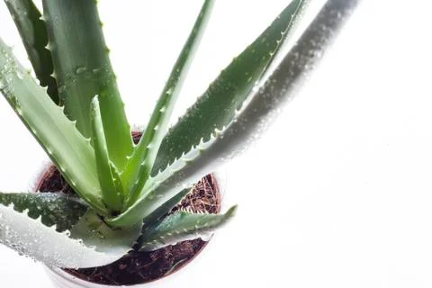 Aloe vera Stock Photos