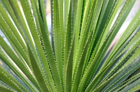 Aloe vera Stock Photos