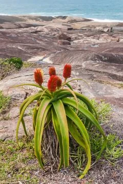 Aloe vera Stock Photos
