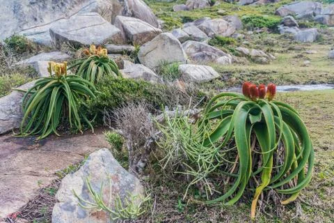 Aloe vera Stock Photos