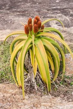 Aloe vera Stock Photos