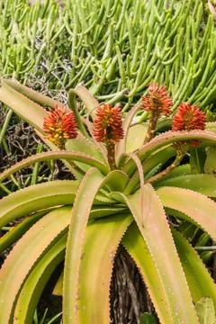 Aloe vera Stock Photos
