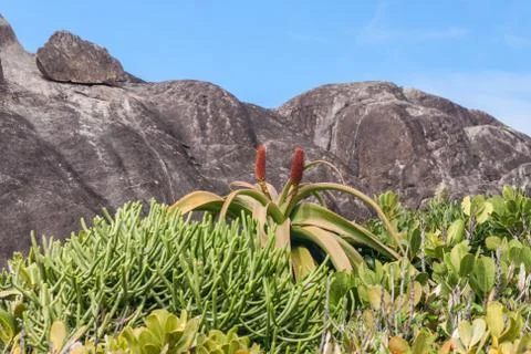 Aloe vera Stock Photos