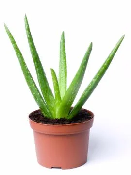 Aloe vera Stock Photos