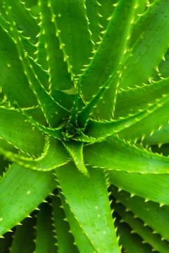Aloe Vera Stock Photos
