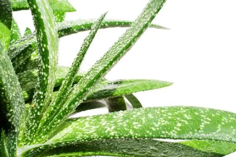 Aloe vera Stock Photos