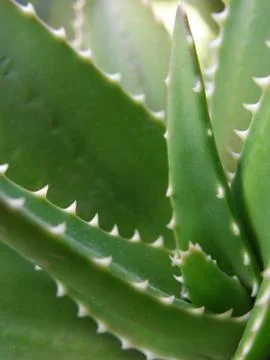 Aloe Vera 스톡 사진