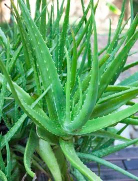Aloe vera. Stock Photos