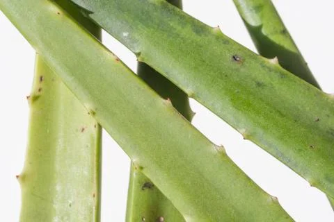 Aloe vera Photos