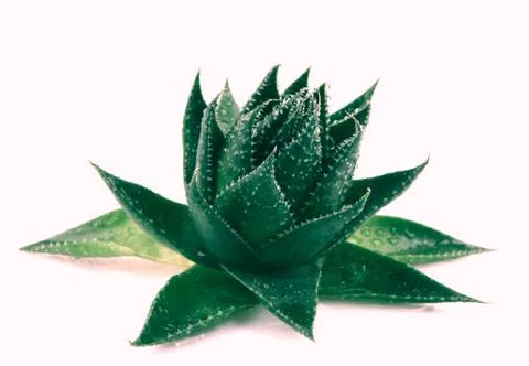 Aloe vera Stock Photos