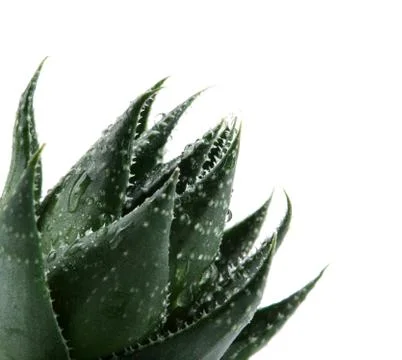 Aloe vera Stock Photos