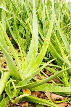 Aloe vera Stock Photos