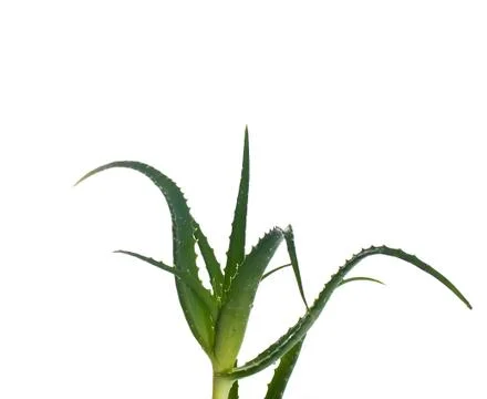 Aloe vera Stock Photos