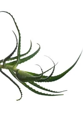 Aloe vera Foto stock