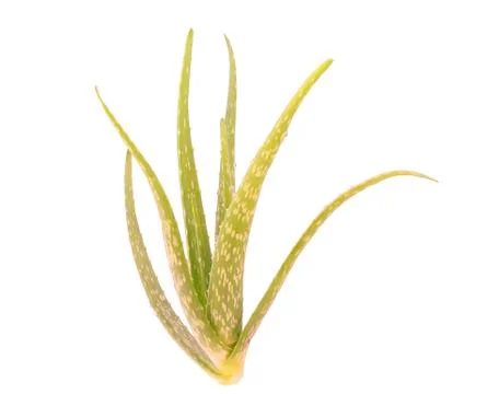 Aloe vera Stock Photos