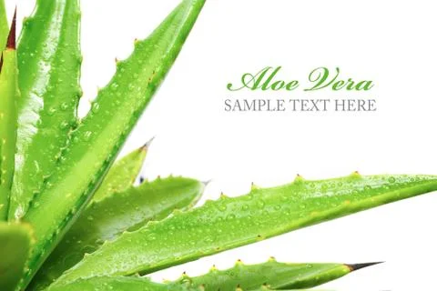 Aloe vera 写真素材