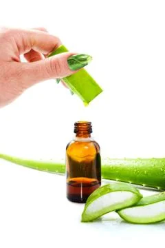 Aloe vera 写真素材